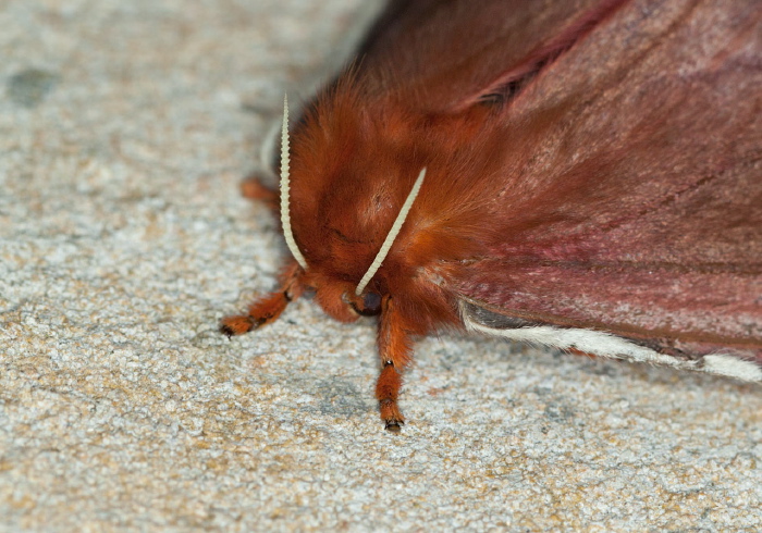 Cerodirphia speciosa Saturniidae