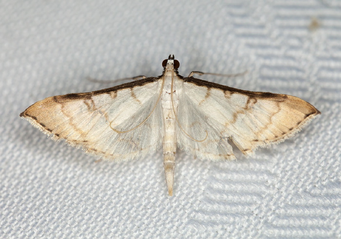 Blepharomastix colubralis Crambidae