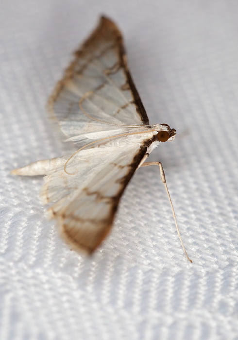 Blepharomastix colubralis Crambidae