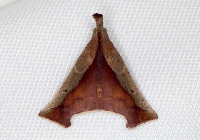 Arbinia todilla Pyralidae