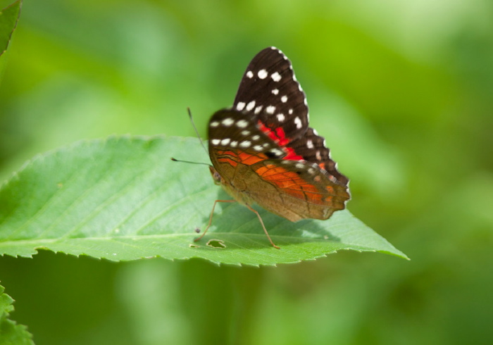 Anartia amathea Nymphalidae